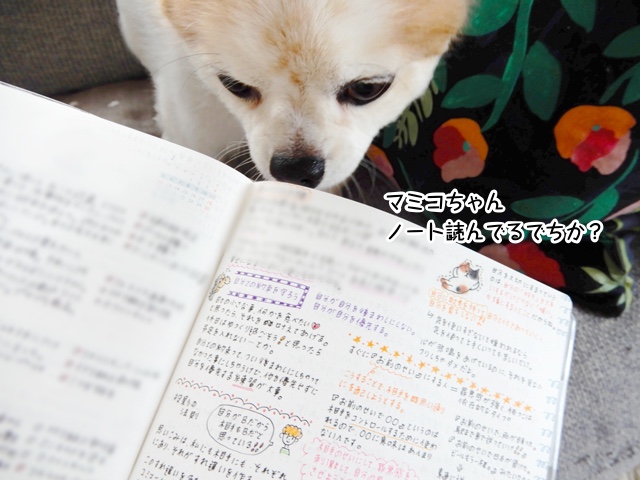 マミコちゃん、ノート読んでるでちか？