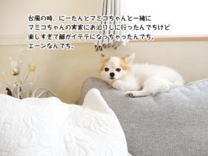 台風の時、にーたんとマミコちゃんと一緒に マミコちゃんの実家にお泊りしに行ったんでちけど 楽しすぎて脚がイテテになっちゃったんでち。 エーンなんでち。