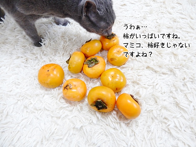 うわぁ…柿がいっぱいですね。マミコ、柿好きじゃないですよね？