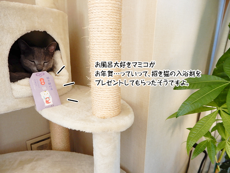 お風呂大好きマミコがお年賀…っていって、招き猫の入浴剤をプレゼントしてもらったそうですよ。