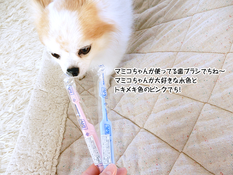 マミコちゃんが使ってる歯ブラシでちね～マミコちゃんが大好きな水色とトキメキ色のピンクでち！