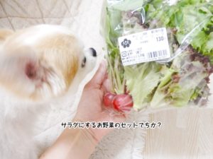 サラダにするお野菜のセットでちか？