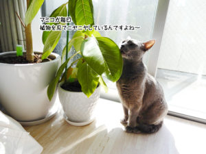 マミコが毎日植物を見てニヤニヤしているんですよね～