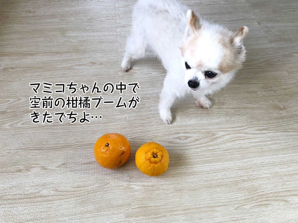 マミコちゃんの中で 空前の柑橘ブームが きたでちよ…