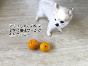 マミコちゃんの中で 空前の柑橘ブームが きたでちよ…