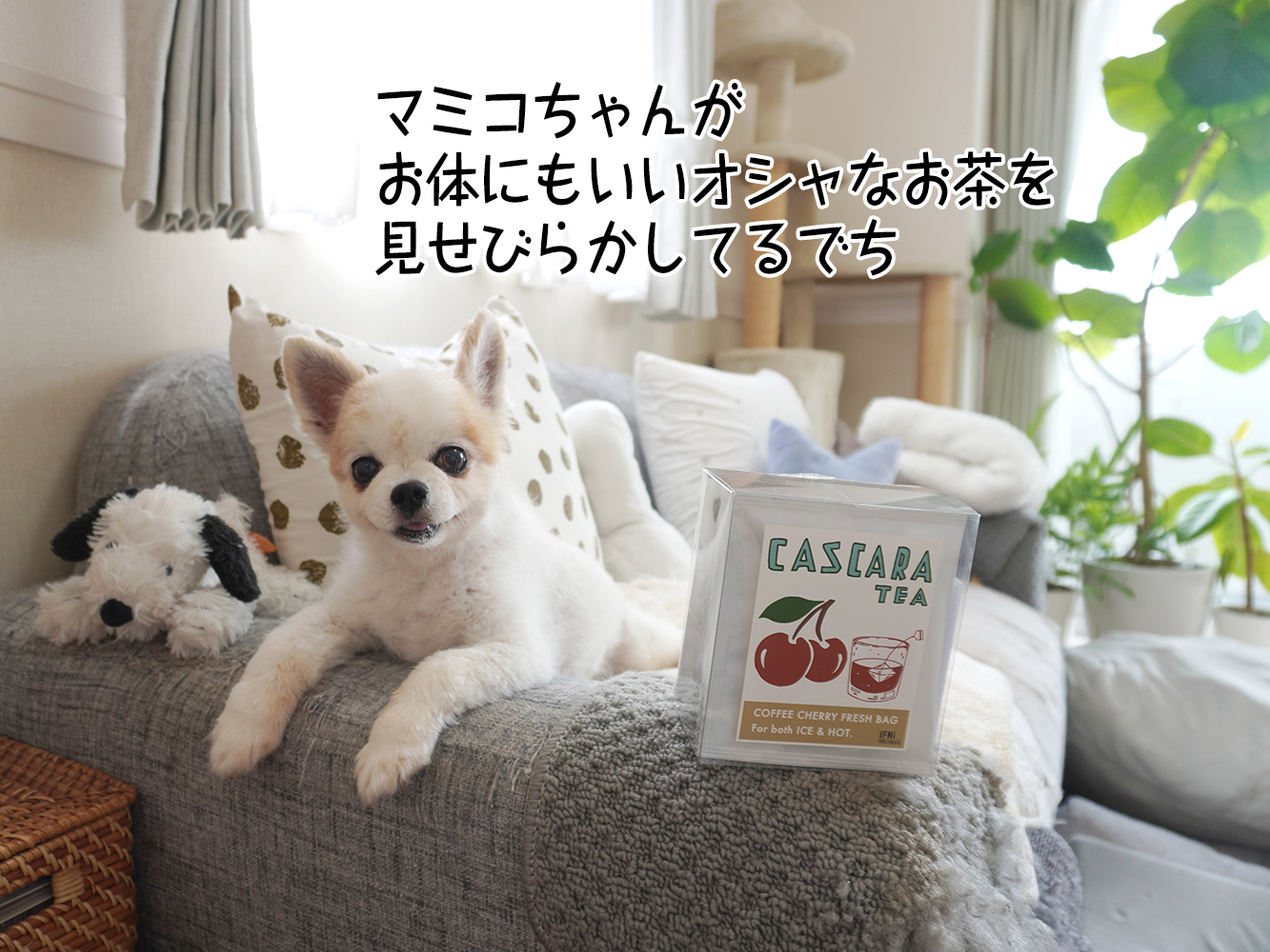 陽キャでも陰キャでもない私ならば「中キャ」でよくない？！