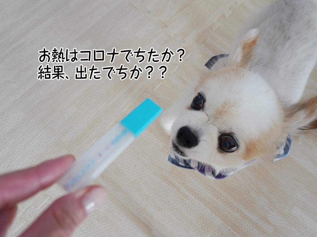 お熱はコロナでちたか？結果、出たでちか？？