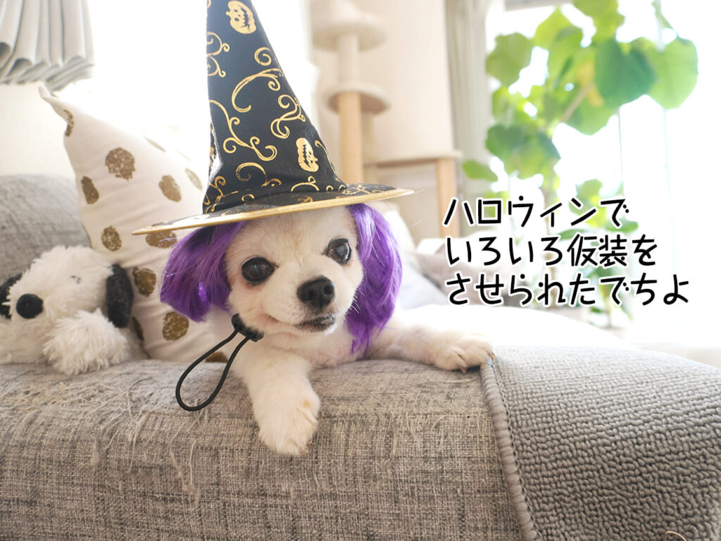 ハロウィンでいろいろ仮装をさせられたでちよ