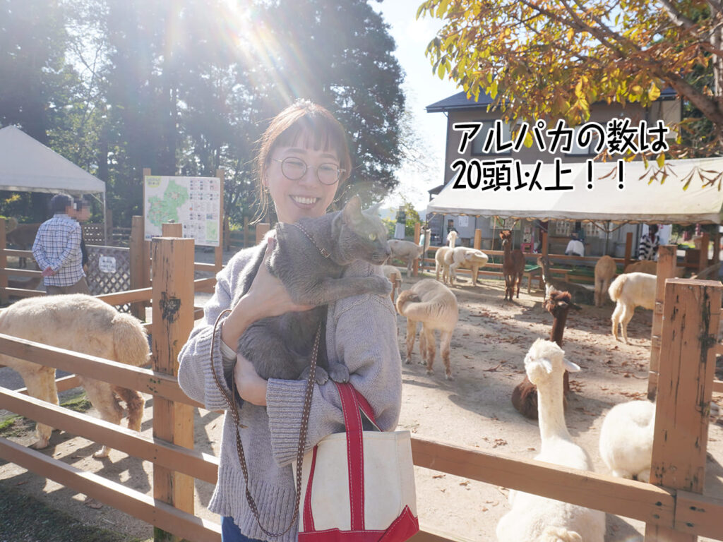 アルパカの数は20頭以上！！