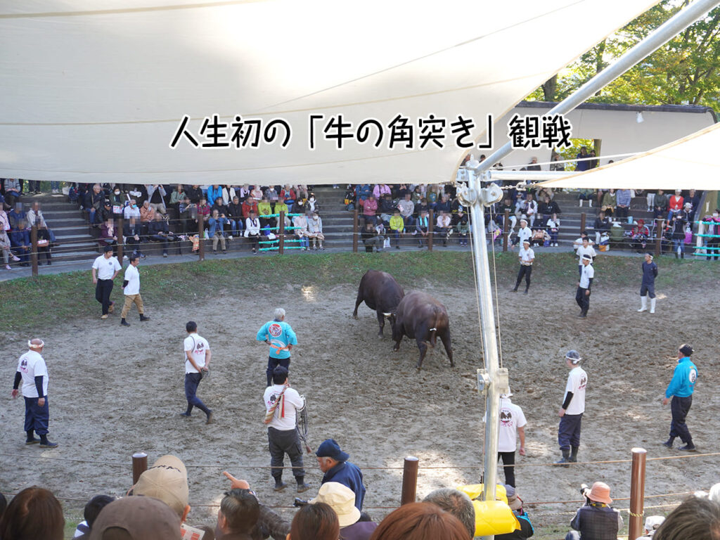 人生初の「牛の角突き」観戦