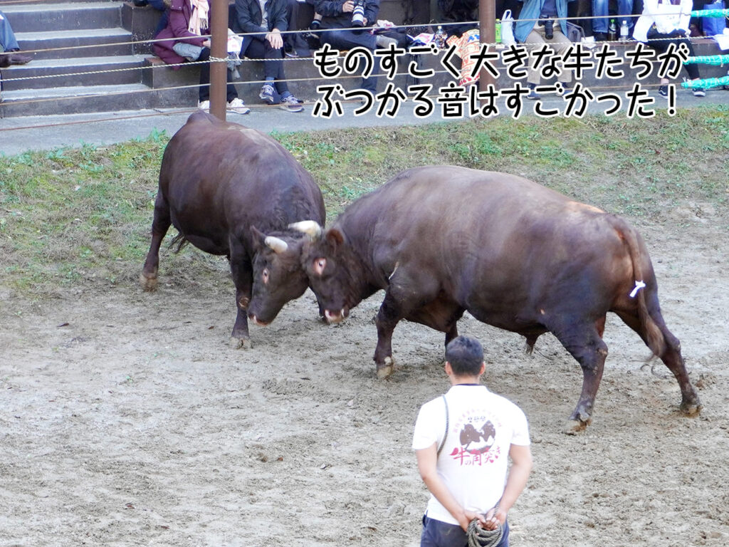 ものすごく大きな牛たちがぶつかる音はすごかった！