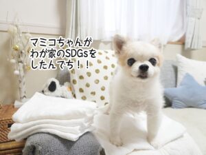 マミコちゃんがわが家のSDGsをしたんでち！！