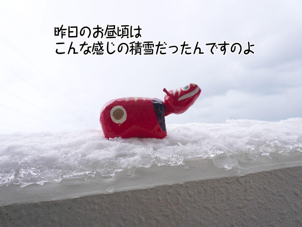 昨日のお昼頃はこんな感じの積雪だったんですのよ