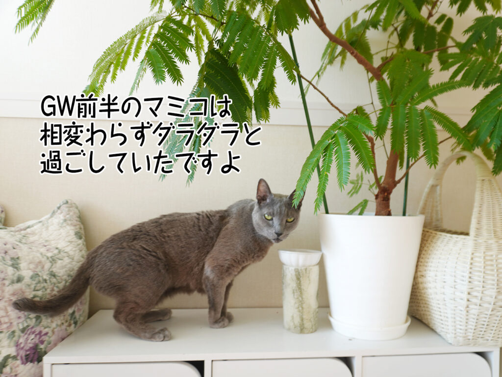 GW前半のマミコは相変わらずダラダラと過ごしていたですよ
