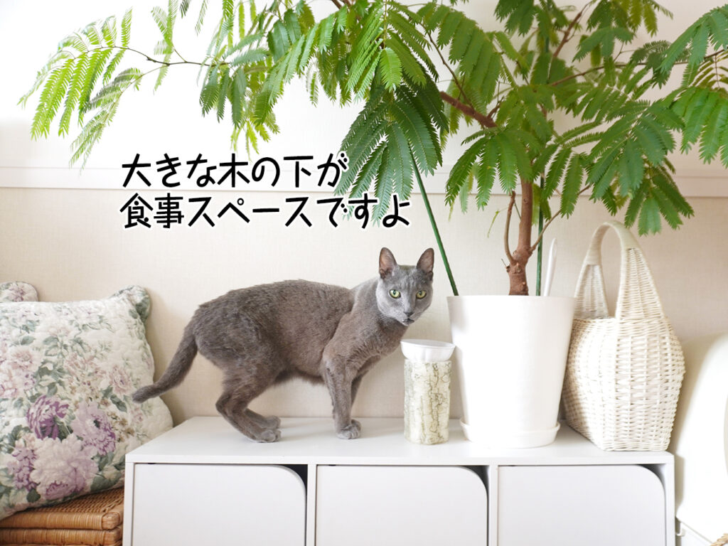 大きな木の下が食事スペースですよ