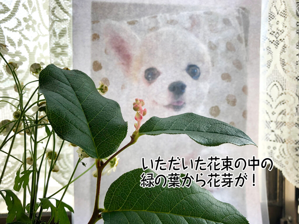 いただいた花束の中の緑の葉から花芽が!
