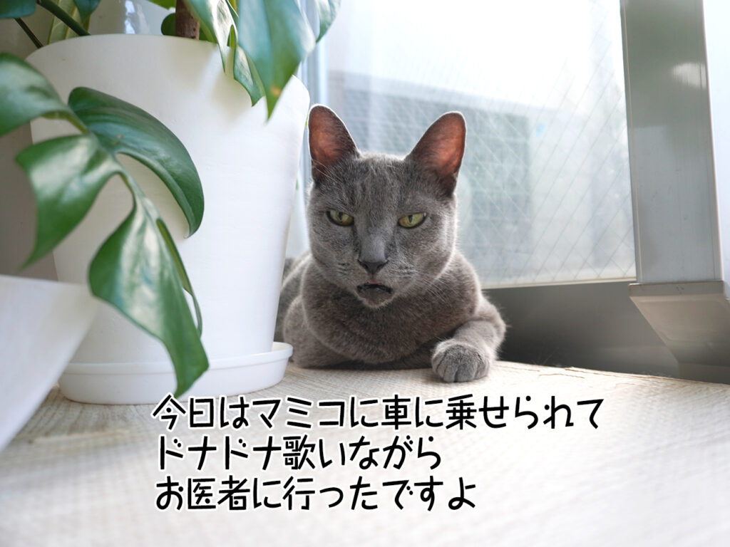 今日はマミコに車に乗せられてドナドナ歌いながらお医者に行ったですよ