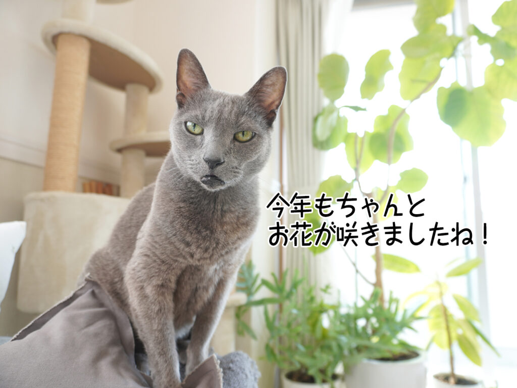 今年もちゃんとお花が咲きましたね!