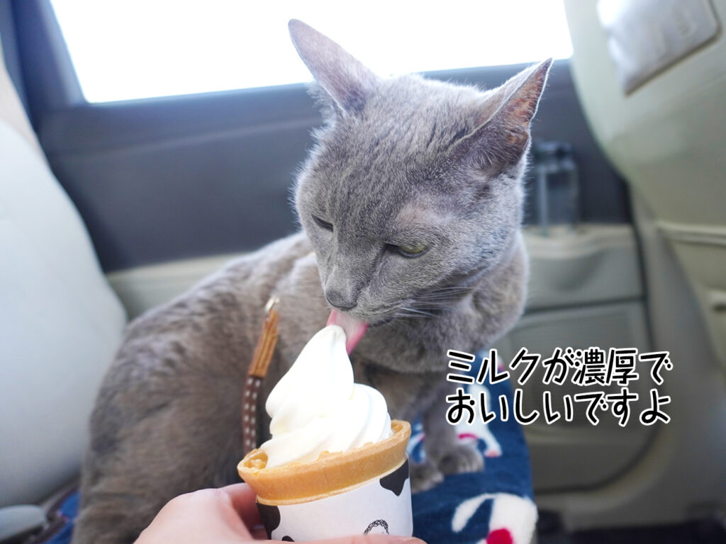 ミルクが濃厚でおいしいですよ