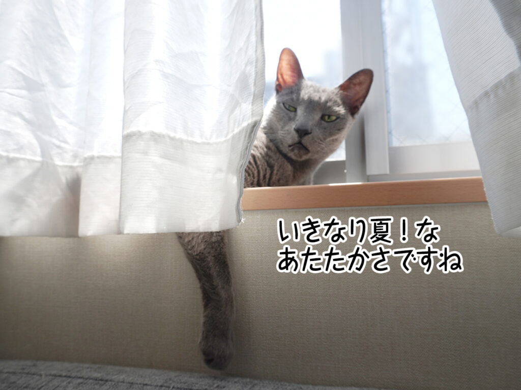 いきなり夏!なあたたかさですね