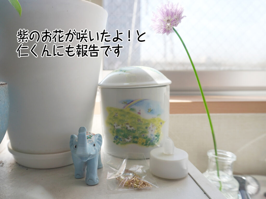 紫のお花が咲いたよ!と仁くんにも報告です