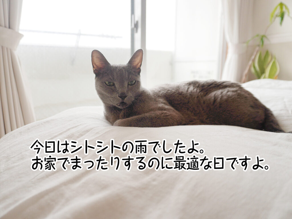今日はシトシトの雨でしたよ。お家でまったりするのに最適な日ですよ。
