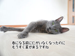 春になる前に仁がいなくなったのにもうすぐ夏が来るですね