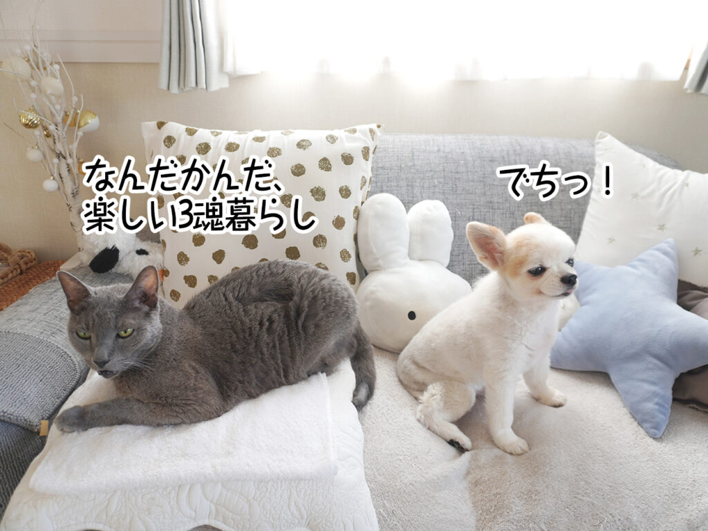 なんだかんだ、楽しい3魂暮らし