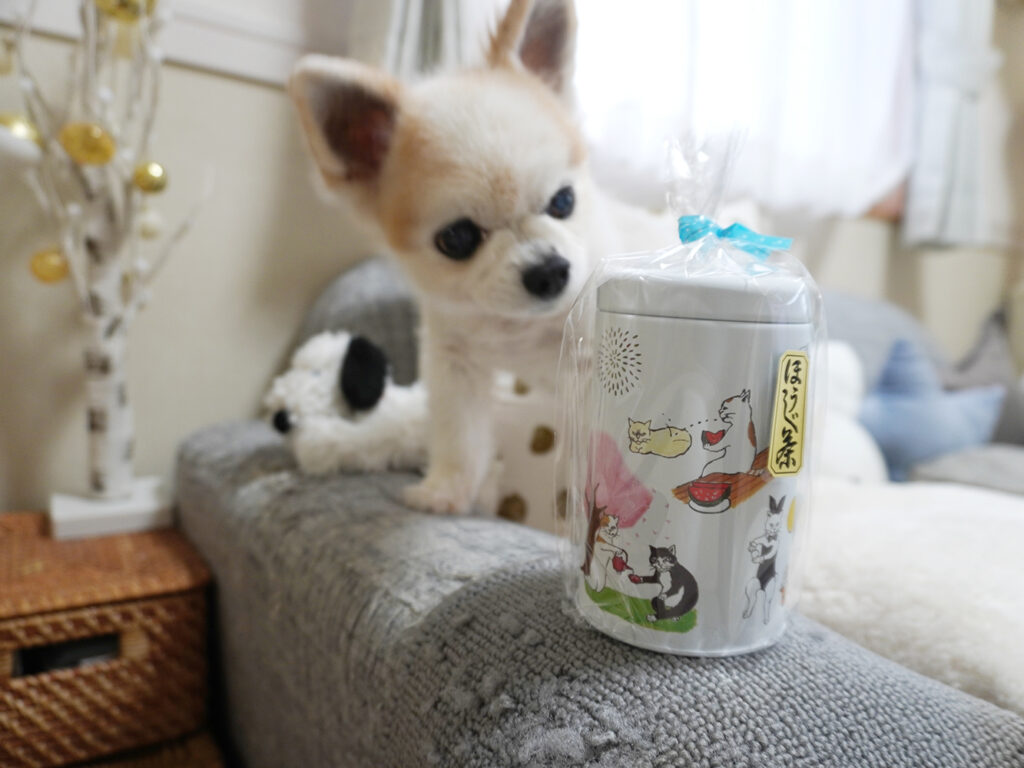 静岡のネコ茶を前にしたかわいい仁くん