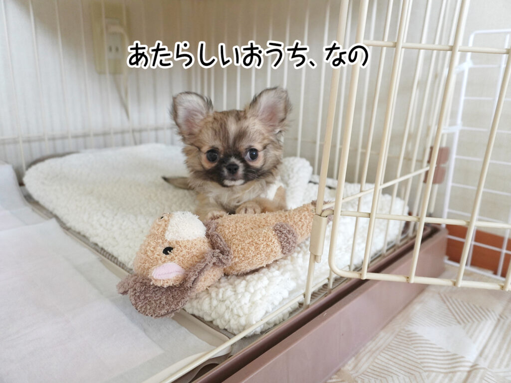 あたらしいおうち、なの