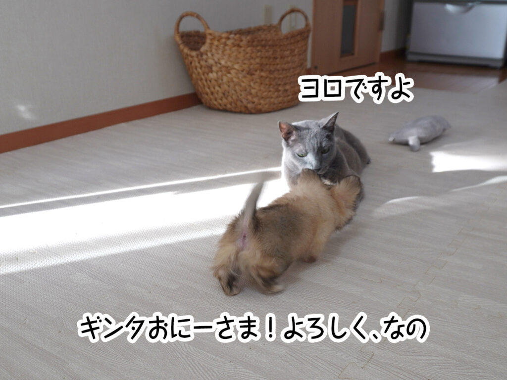 ギンタおにーさま!よろしく、なの