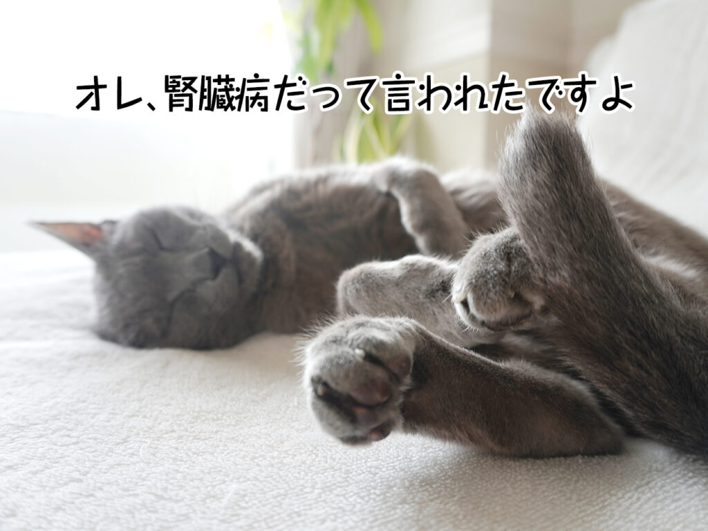 オレ、腎臓病だって言われたですよ
