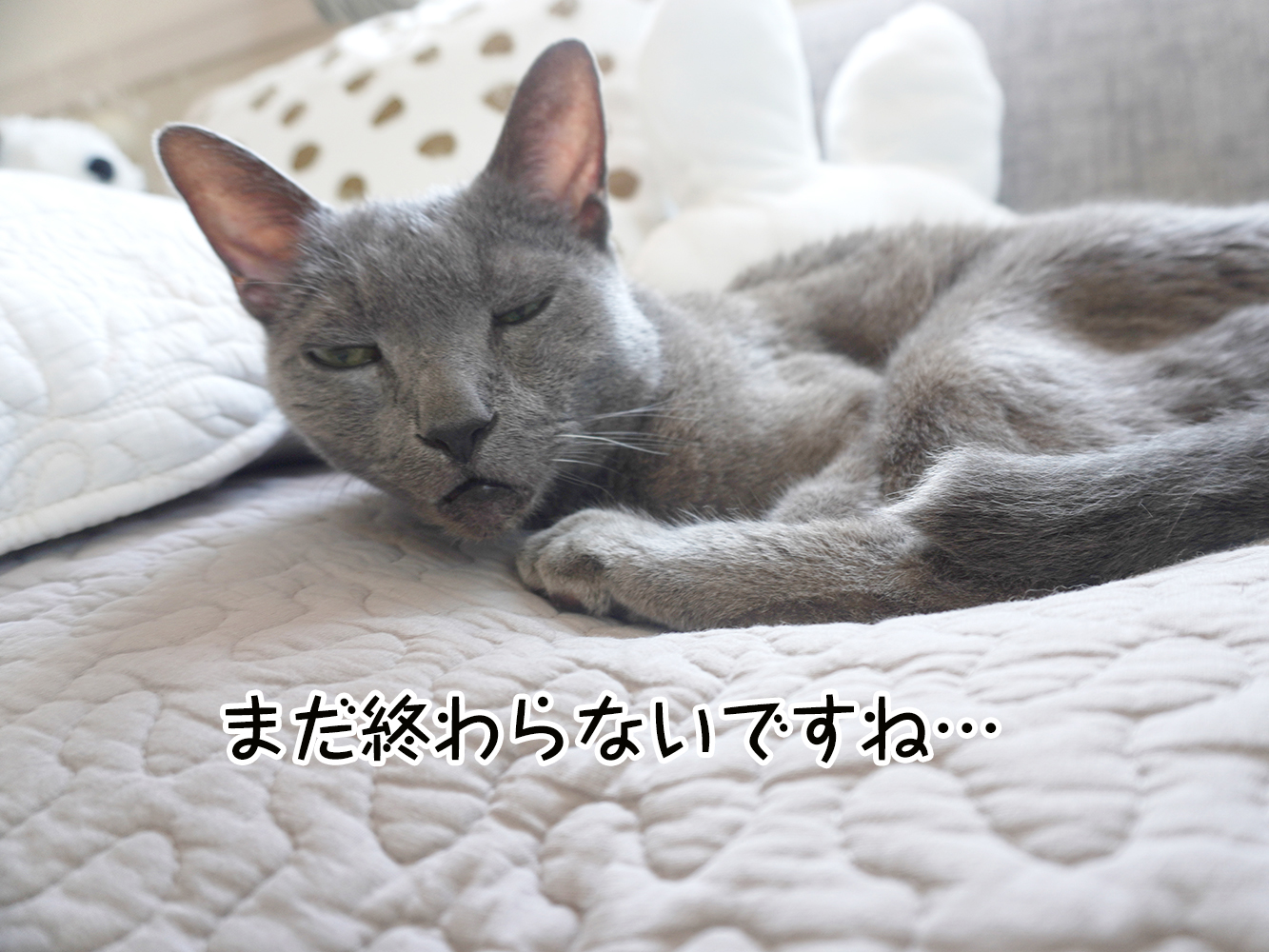 愛する命と別れを余儀なくされたときに感じる罪悪感についてと、誠実な病院と