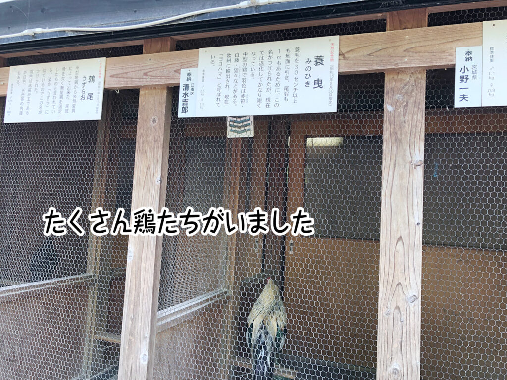 たくさん鶏たちがいました
