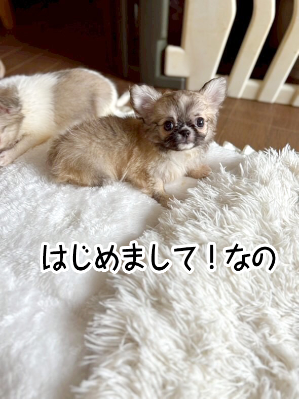 はじめまして!なの