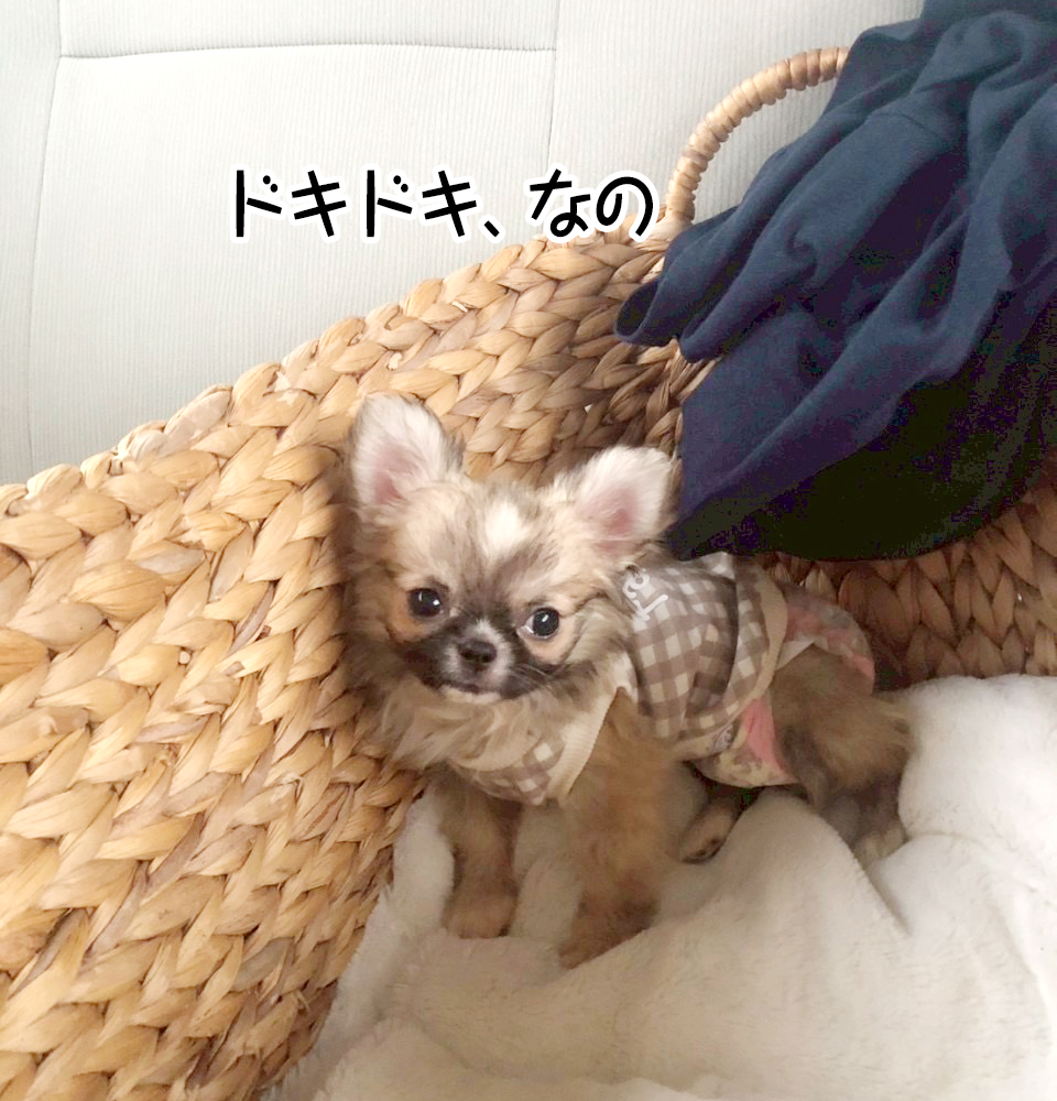 ドキドキ、なの