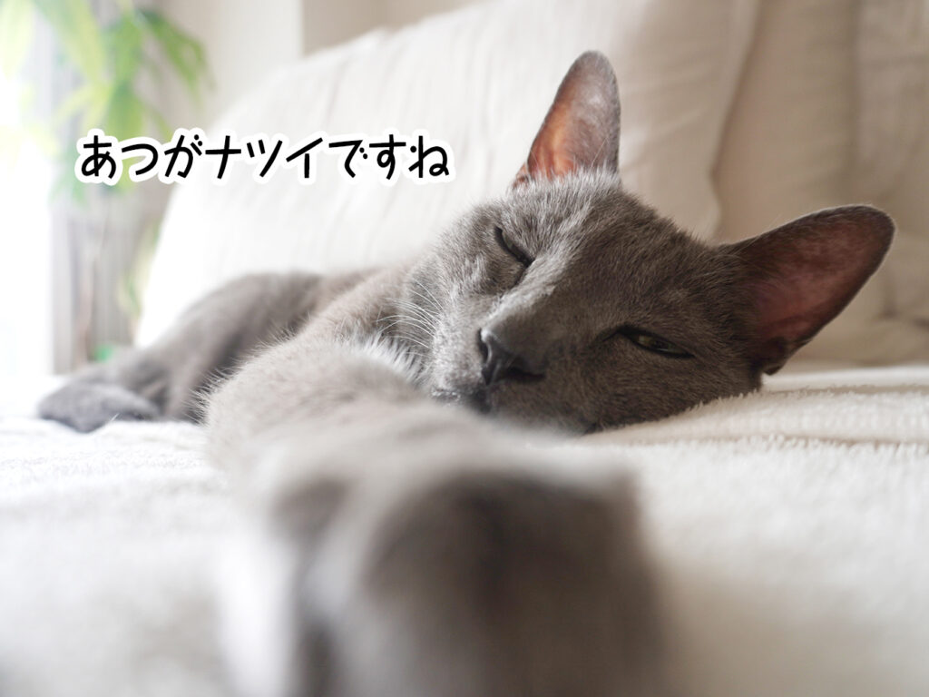 あつがナツイですね