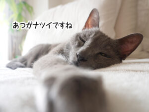 あつがナツイですね