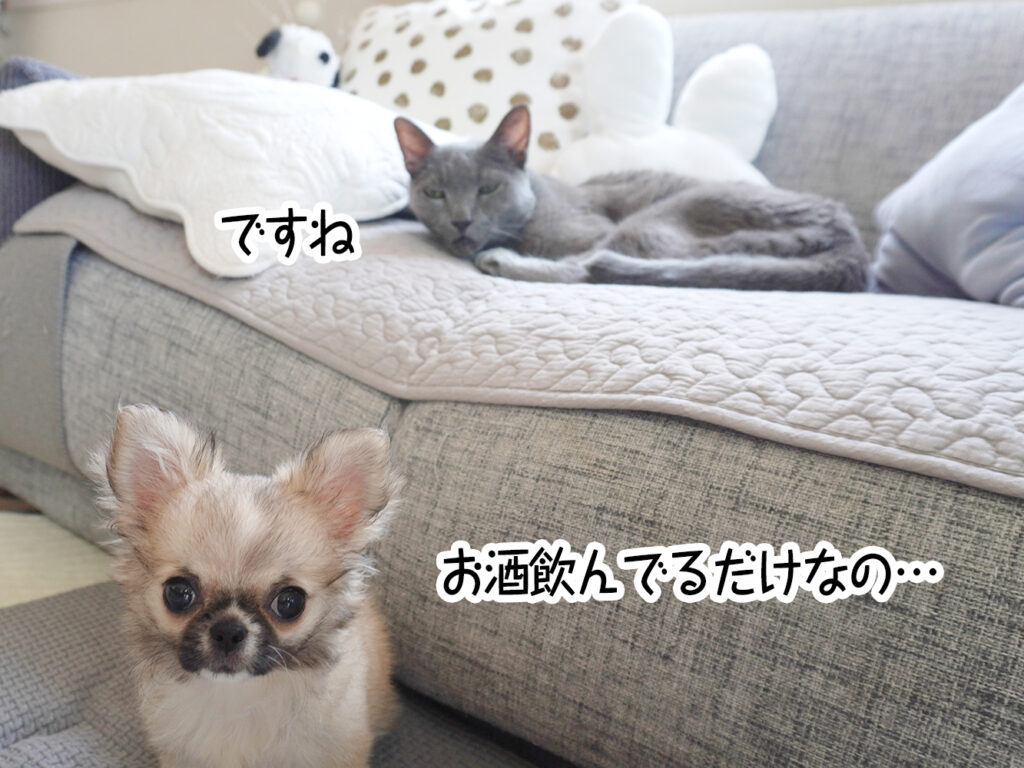 お酒飲んでるだけなの…