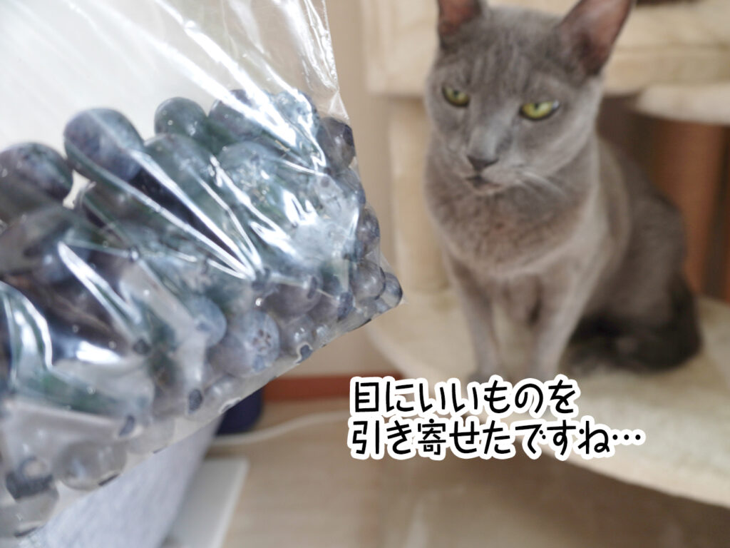 目にいいものを引き寄せたですね…