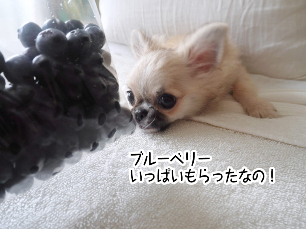 ブルーベリーいっぱいもらったなの!