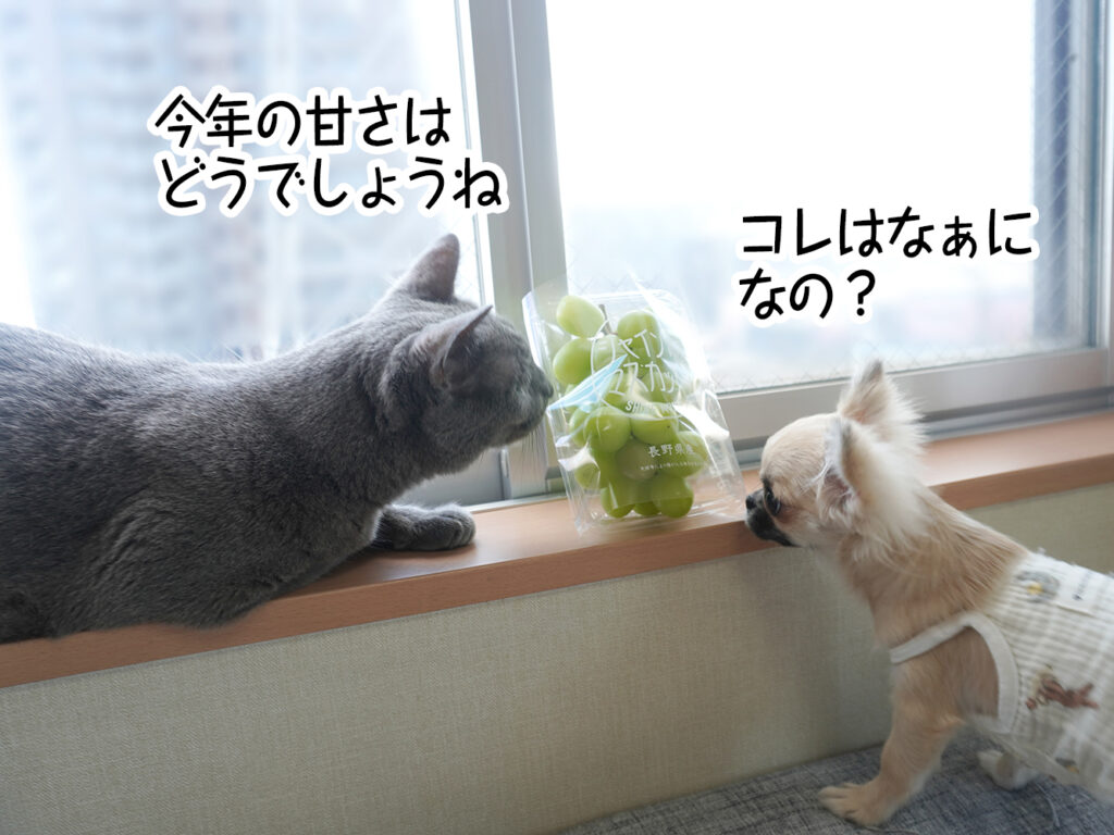 今年の甘さはどうでしょうね