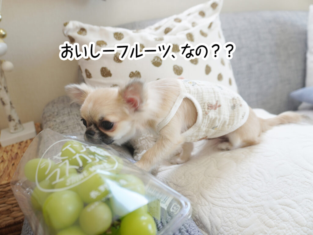 おいしーフルーツ、なの？？