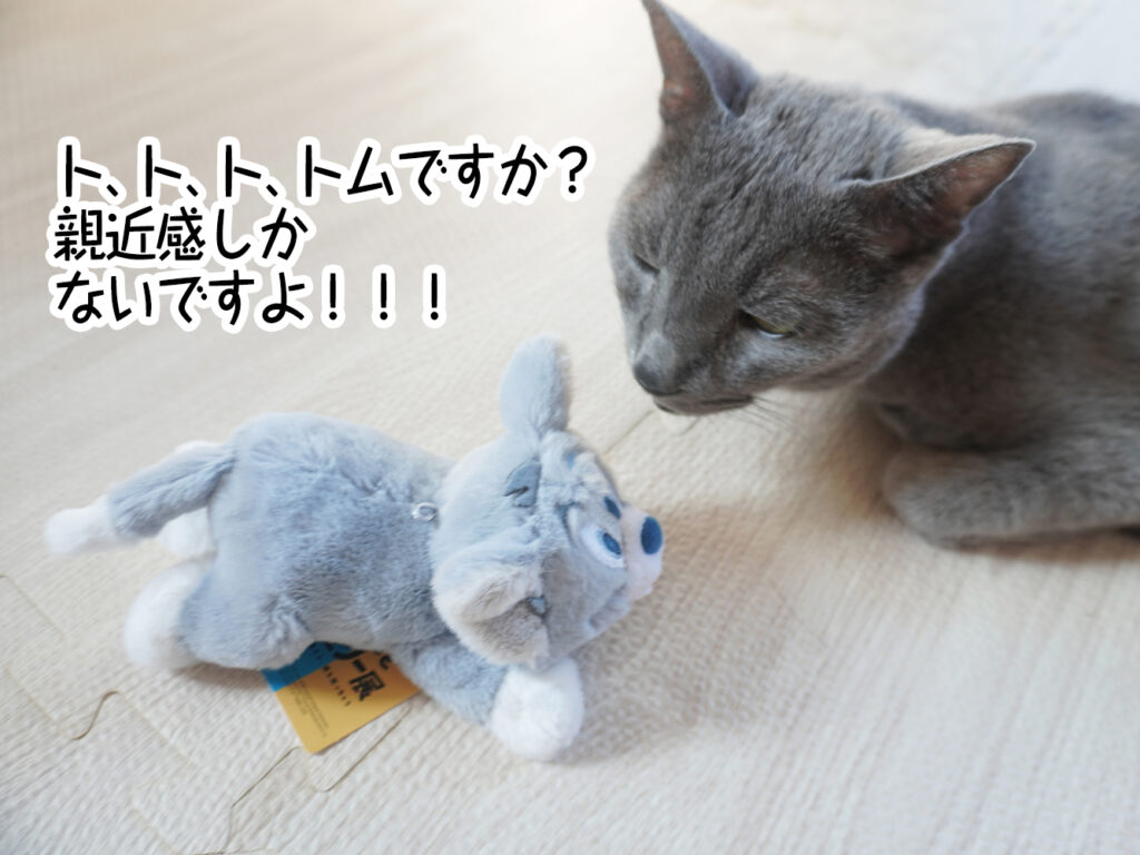 ト、ト、ト、トムですか？親近感しかないですよ！！！
