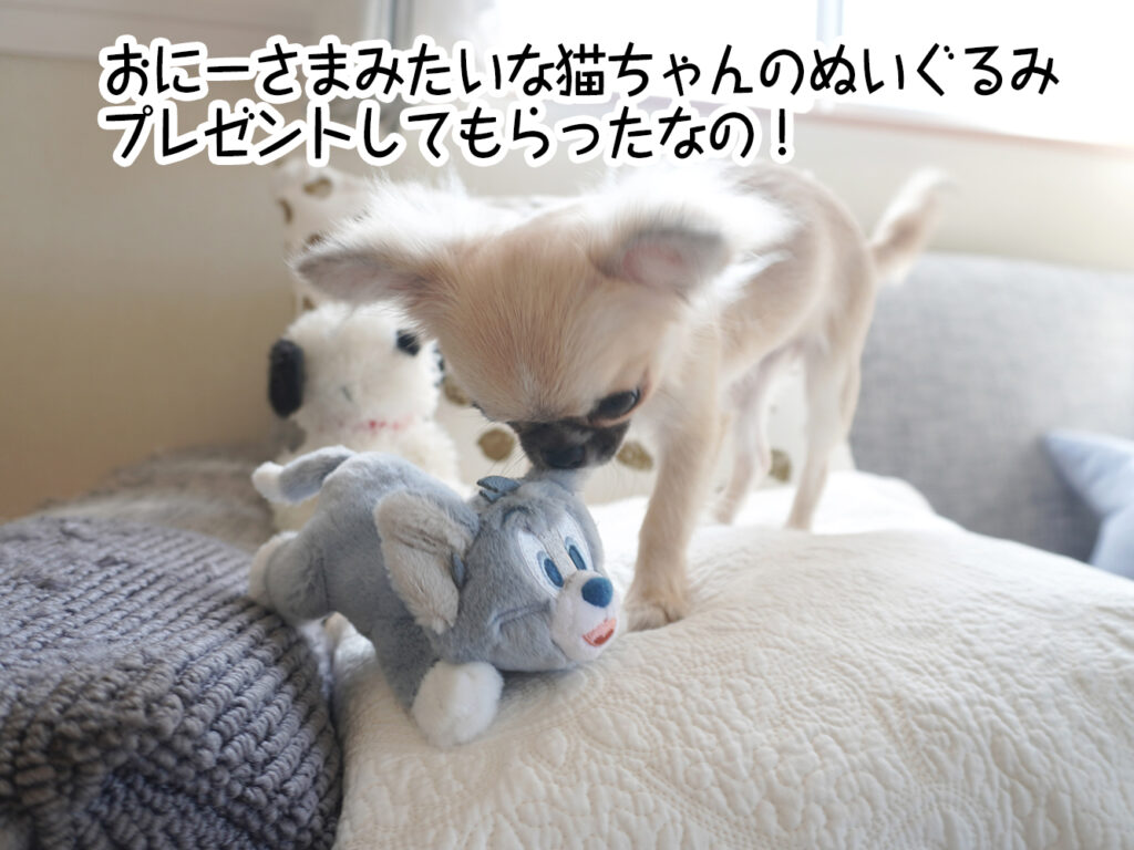 おにーさまみたいな猫ちゃんのぬいぐるみプレゼントしてもらったなの！