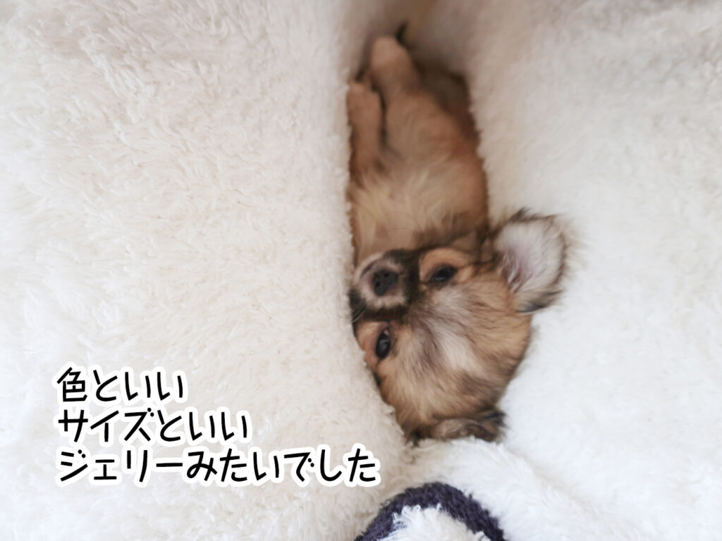 色といいサイズといいジェリーみたいでした