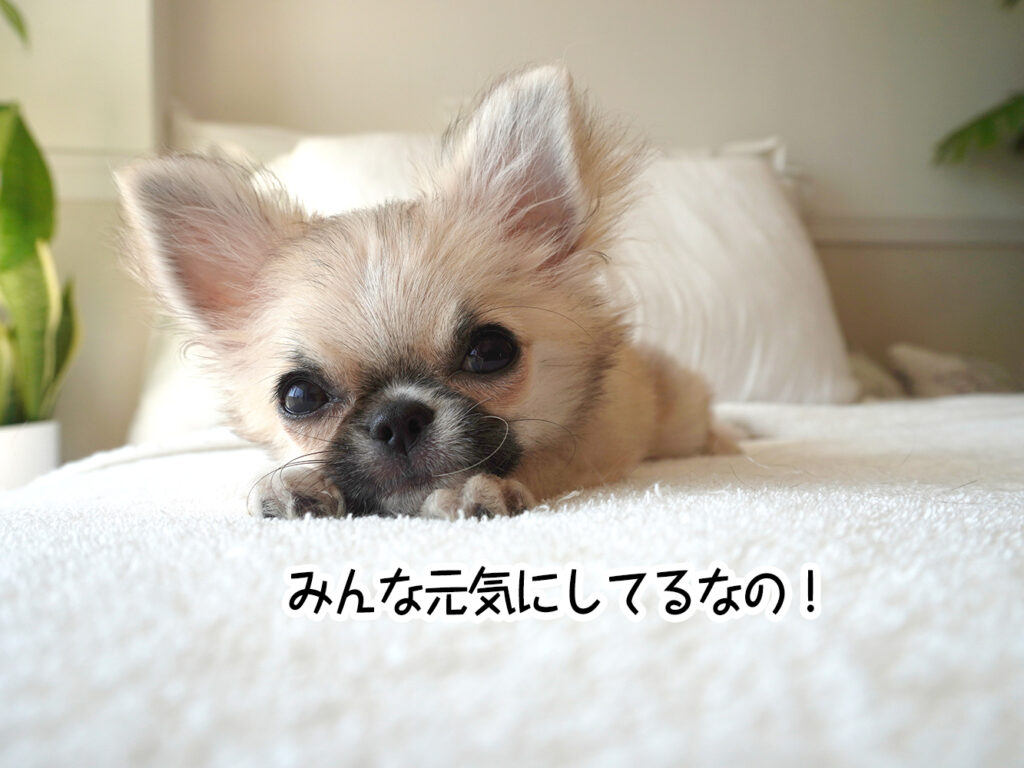 みんな元気にしてるなの！