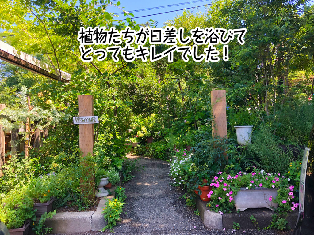 植物たちが日差しを浴びてとってもキレイでした!