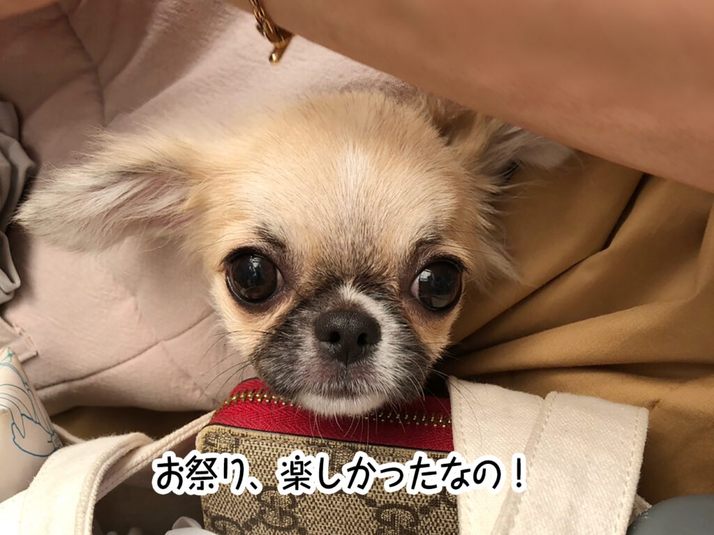 お祭り、楽しかったなの!