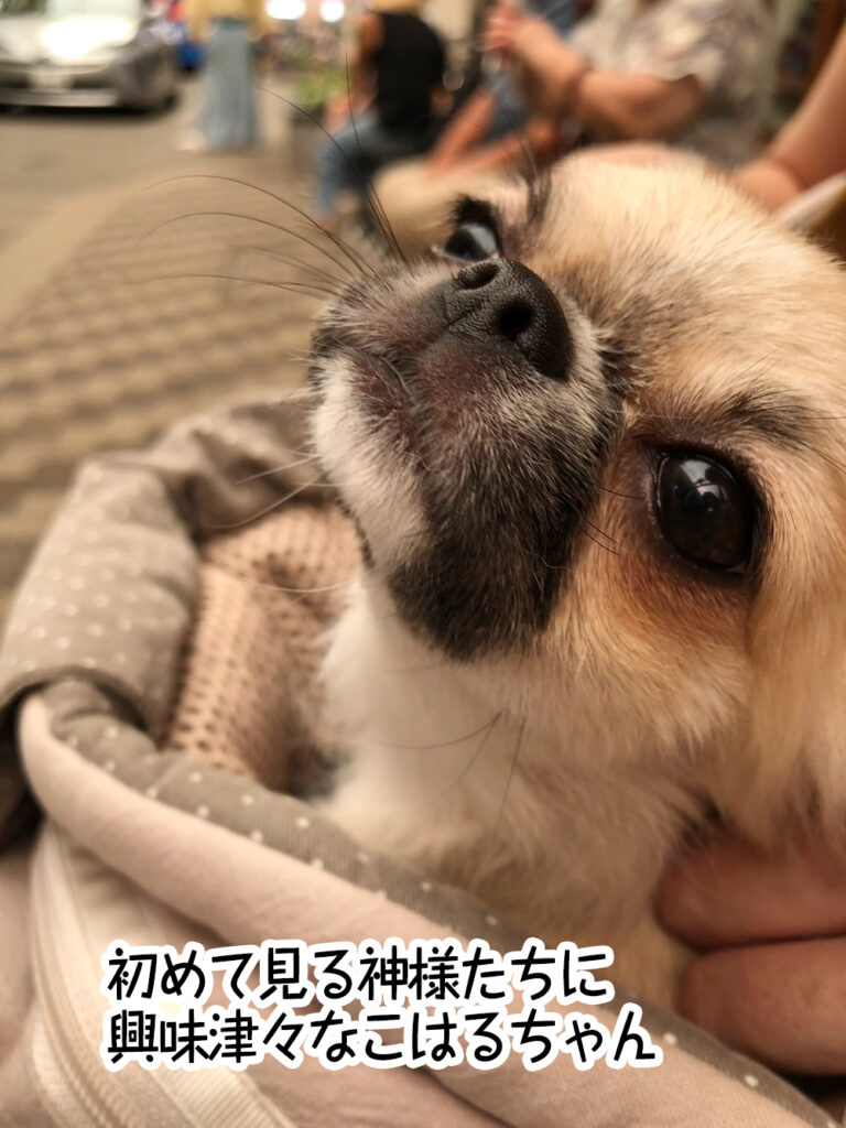 初めて見る神様たちに興味津々なこはるちゃん